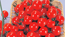 日本初のミニトマト「サンチェリー」発表