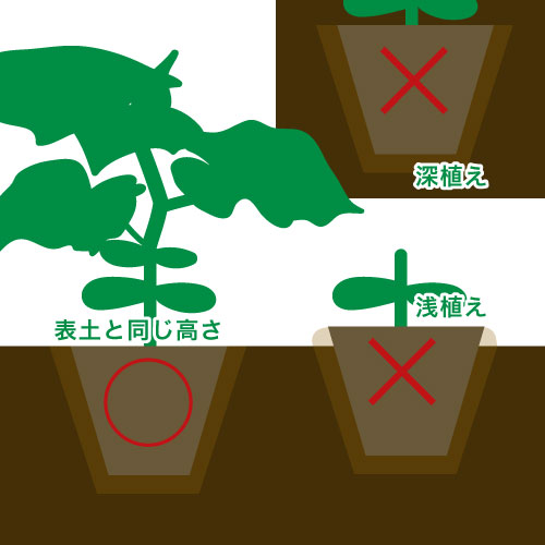 定植