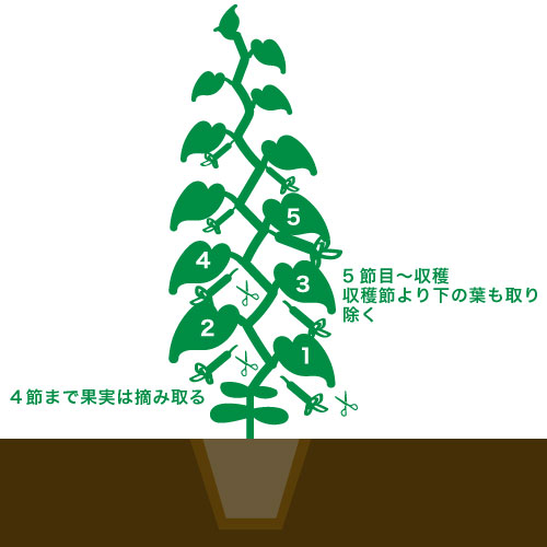 収穫までの管理