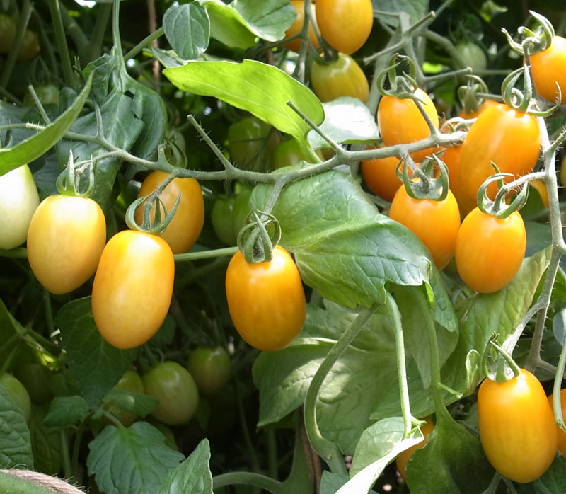 トキタ種苗 野菜品種カタログ 栽培ガイド ミニトマト栽培の常識を転換 わき芽はとらずに黄色の果実をつける トマト ジャングルイエロー ミニトマト
