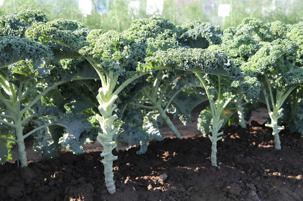 トキタ種苗 野菜品種カタログ 栽培ガイド 通常のケールとりも葉辺の欠核がかなり強く フリル形状が特徴で 立体的な形状となりボリューム感が出る ヴェルデはイタリア語で緑色のこと ケール カリーノケールヴェルデ