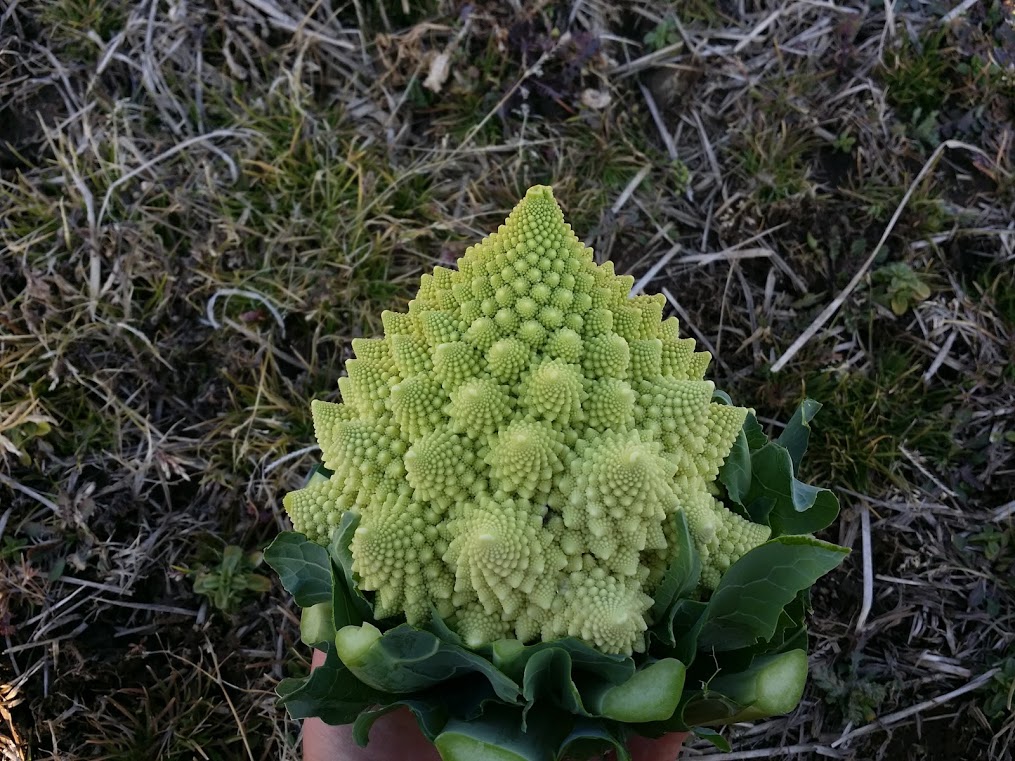 トキタ種苗 野菜品種カタログ 栽培ガイド 耐暑性を兼ね備え 春秋2作可能なロマネスコカリフラワー カーヴォルフィオーレ ミケランジェロ