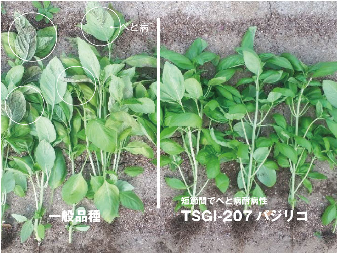 ＴＳＧＩ−２０７バジル1枚目