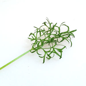 トキタ種苗 野菜品種カタログ 栽培ガイド 葉の形は 繊細で香りの強い特選種 コリアンダー パクチー ナリーパクチー