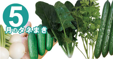 5月の種まき