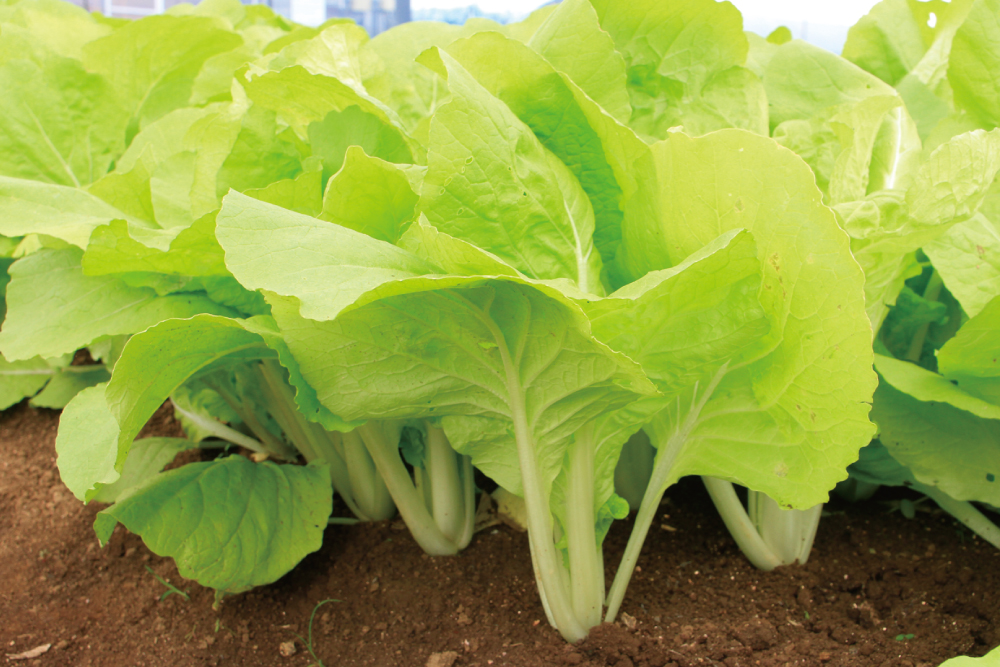 トキタ種苗 野菜品種カタログ 栽培ガイド 露地栽培 種まき後25日で収穫 中華料理や おひたしなどの和食にも最適 暑さに強い鮮緑色でやわらかな葉菜 ツケナ 台湾小白菜