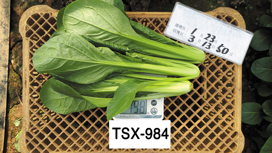 TSX-９８４