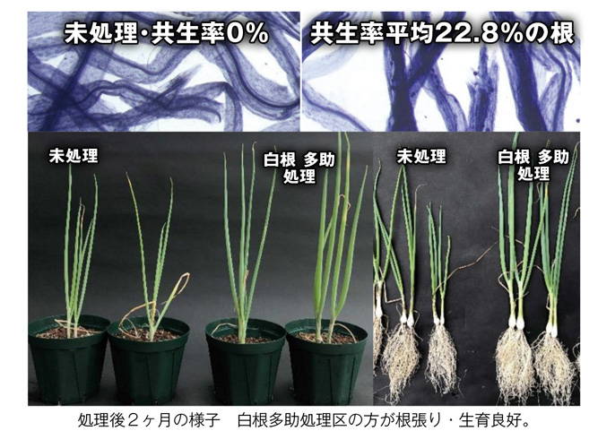 白根たすけ