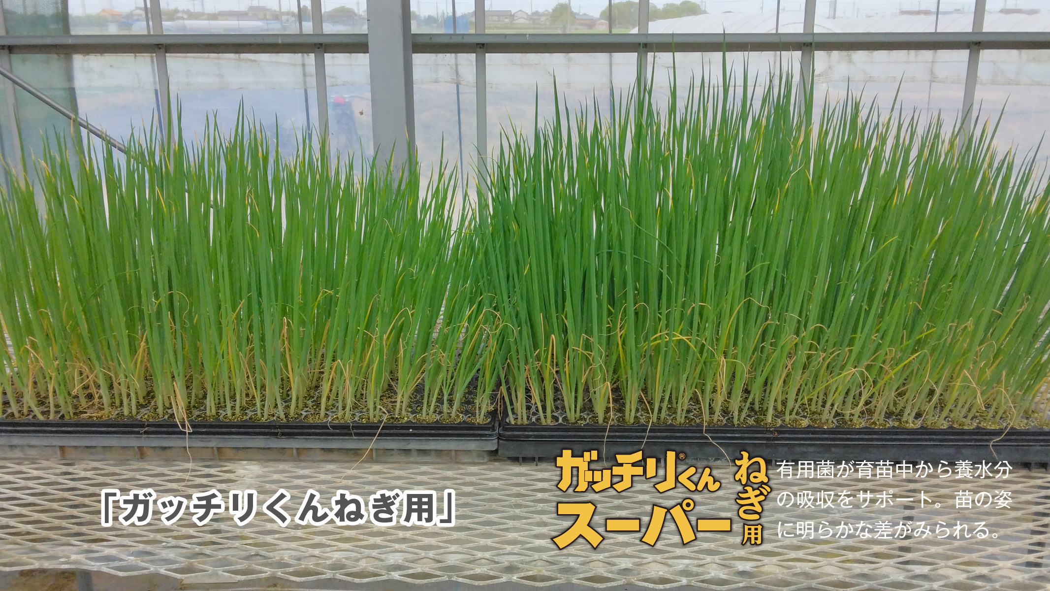 ガッチリくんスーパーねぎ用                                     