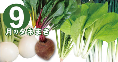 トキタ種苗9月まきにオススメの野菜品種紹介