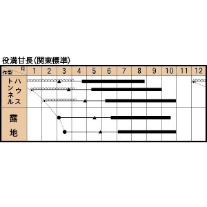 役満甘長の作型カレンダー
