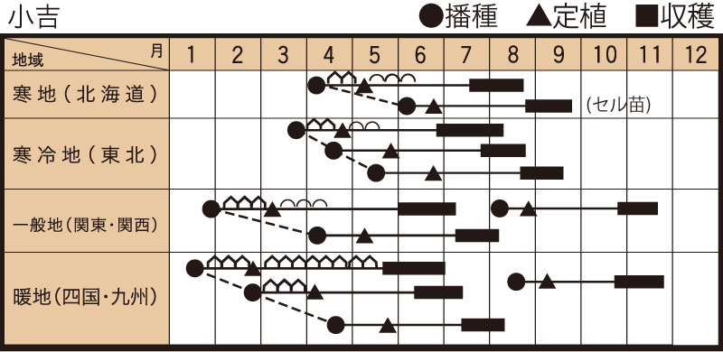 小吉 白の作型カレンダー