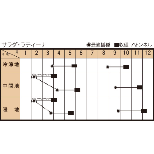 サラダ・ラティーナ                                         