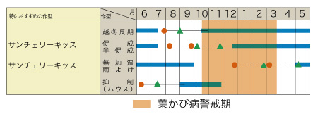 サンチェリーキッスの作型カレンダー