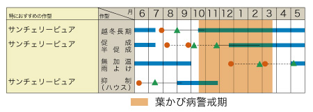 サンチェリーピュアの作型カレンダー