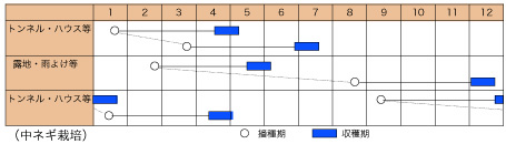 ちゃんこ葱（TSX-507）の作型カレンダー