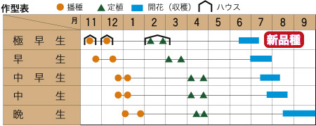 優雅の作型カレンダー