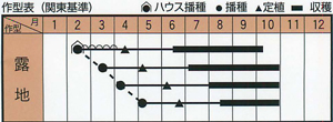 感激アミーゴの作型カレンダー