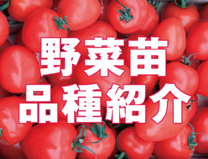 苗品種紹介