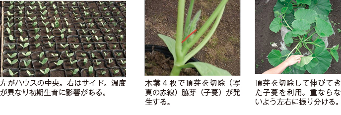 育苗
