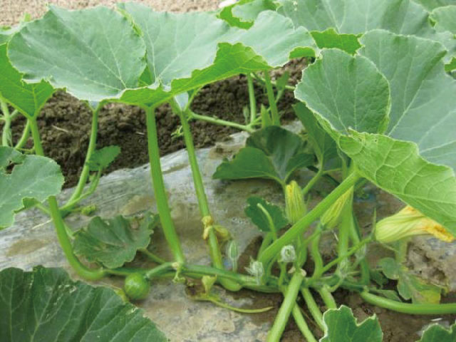 着花節の葉直径30cm越えたら着果させる。