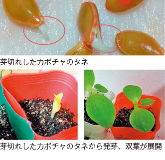 芽切れ