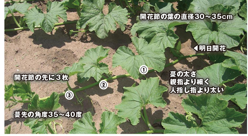 交配適期の草姿