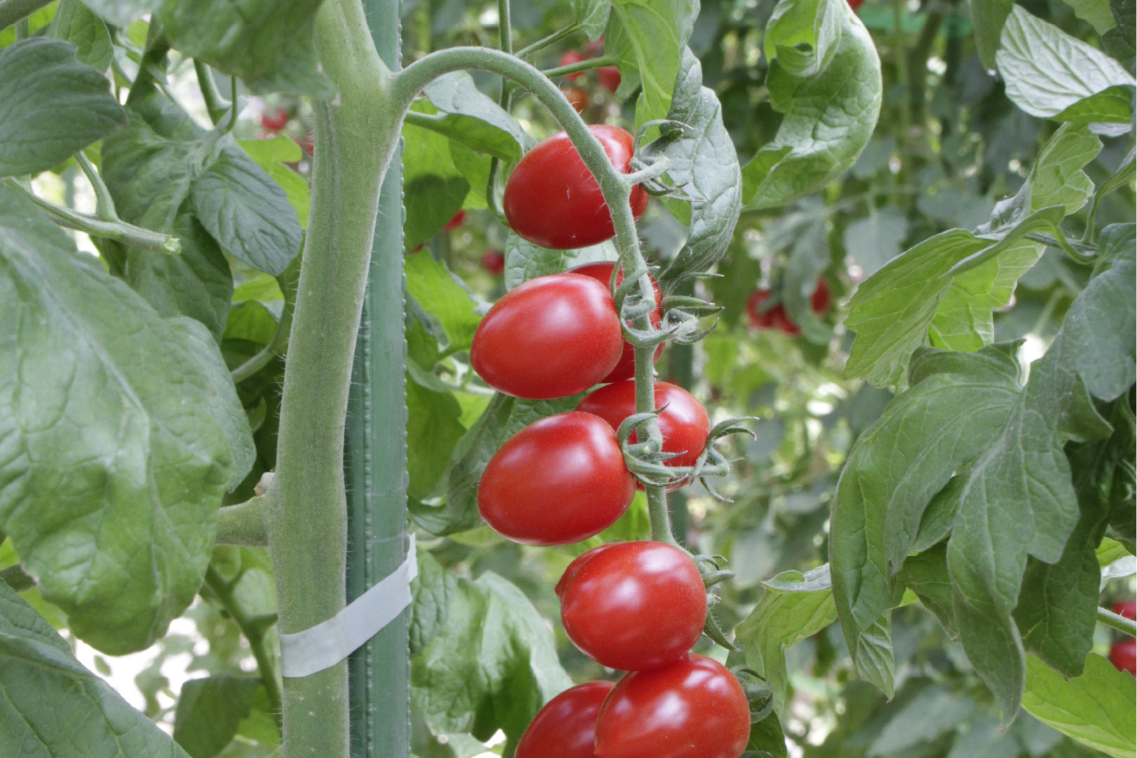 野菜苗
