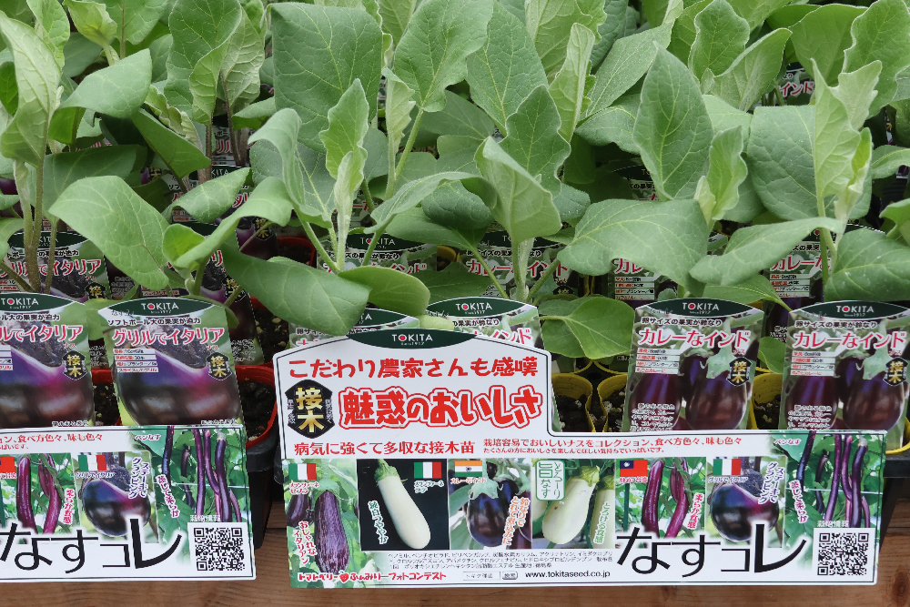 野菜苗