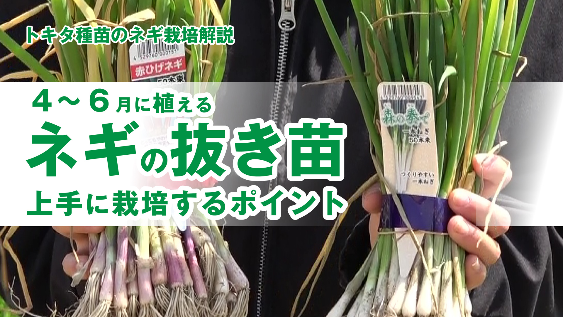 ネギ抜き苗サムネイル