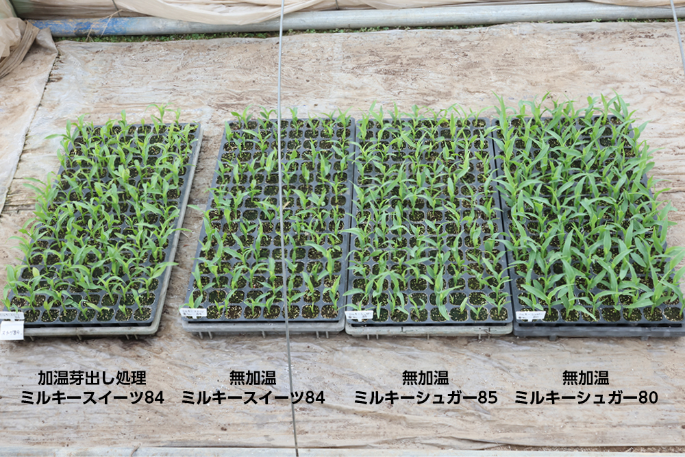 ミルキーシュガー芽生え比較
