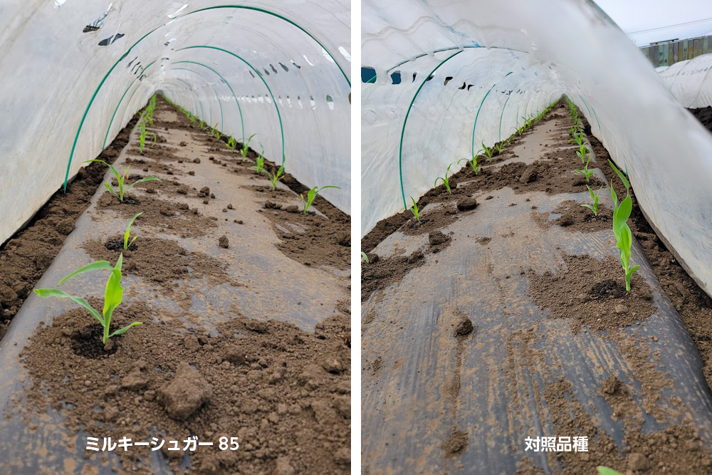 露地マルチトンネル定植
