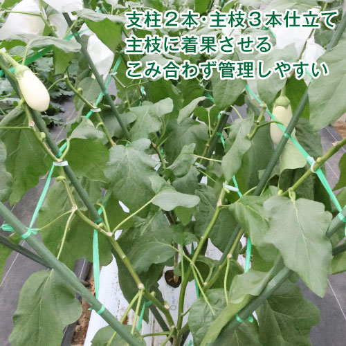 収穫までの管理