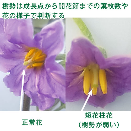 樹勢判断