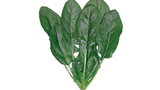 Spinach 'Prius' won the first special prize at the All Japan Vegetable Original Species Review.