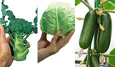 Release of 'Mini Cauliflower', 'Mini Cabbage', 'Mini Q', 'Mini Spinach'