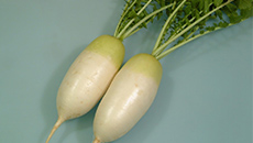 Announcement of 'OTEGORO DAIKON(Affordable Radish) No. 2'