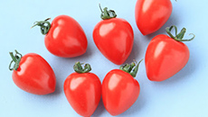 Tomatoberry won third place at the World's Largest Fruit Exhibition in Germany, the Fruit Logistica Innovation Award.