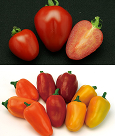 Release of 'Tomatoberry Grande', Mini Fruits 'Puchi-Pea', Fruit, Corn 'Milky Sweets'