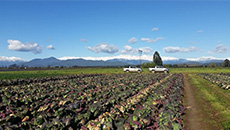 Establishment of SEMILLAS TOKITA CHILE Spa. 4 consecutive awards at the All Japan Vegetable Variety Examination