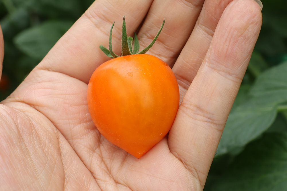 トマトベリーオレンジ                                        