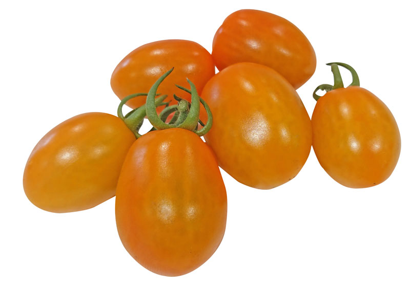 ジャングルイエロー　ミニトマト                                   