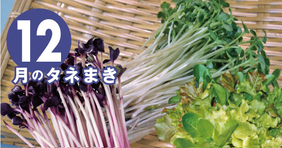 12月の種まき
