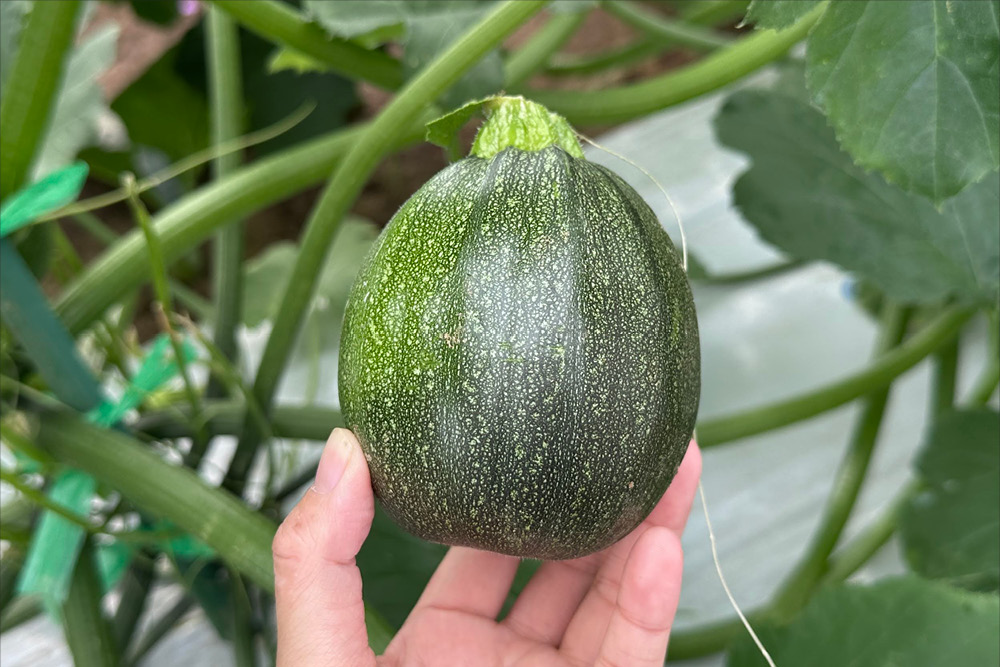 ＴＳＧＩ－９４９（丸濃緑）　ズッキーニ