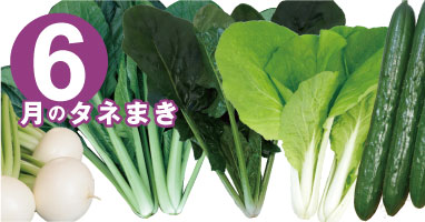 今月の種まき