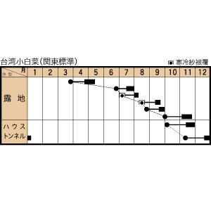 ツケナ 台湾小白菜 露地栽培 種まき後25日で収穫 中華料理や おひたしなどの和食にも最適 暑さに強い鮮緑色でやわらかな葉菜 トキタ種苗の野菜品種カタログ 栽培ガイド