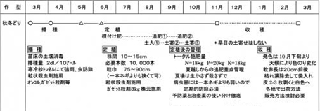 赤ひげ葱の作型カレンダー