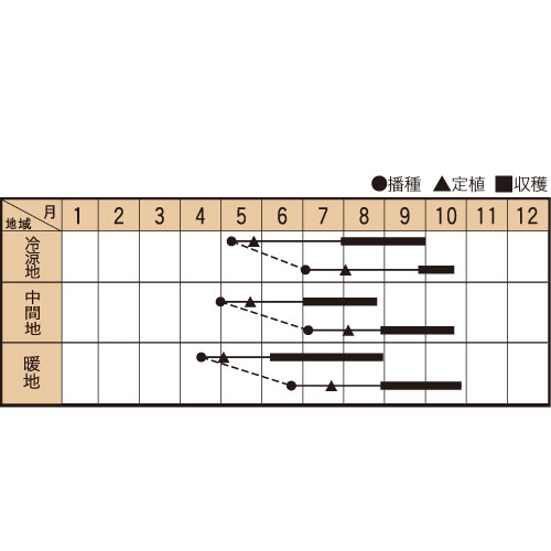 バジリコ・ナーノの作型カレンダー
