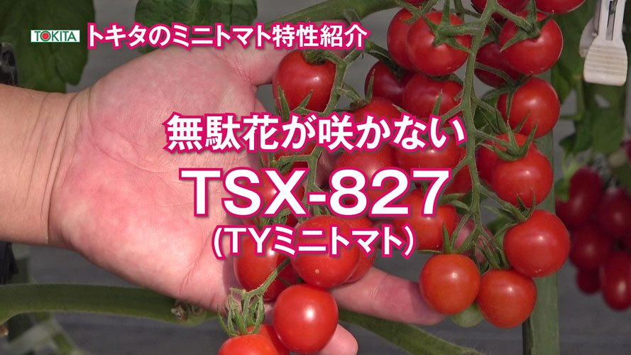 野菜と花の品種開発 種苗メーカートキタ種苗公式サイトのおしらせ一覧ページ