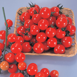 トマト 【サンチェリー２５０】 色彩やかで濃厚な味を持たせ耐裂果 